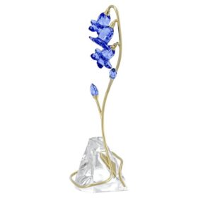Campanula blu di Florere