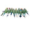 Cristalli Myriad: Pappagallini di Gould Cristalli Myriad: Pappagallini di Gould