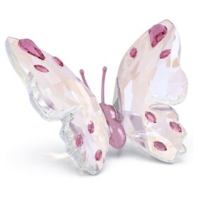 Farfalla Idyllia piccola