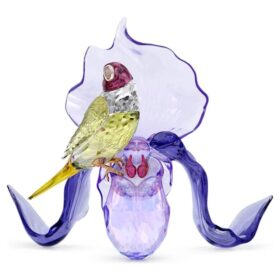 Idyllia: fringuello di Gould e orchidea