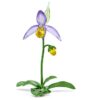 Orchidea scarpetta di Venere Florere