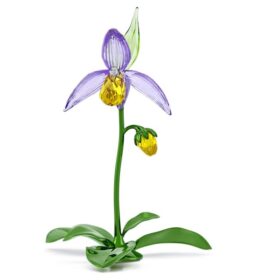 Orchidea scarpetta di Venere Florere