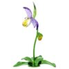 Orchidea scarpetta di Venere Florere