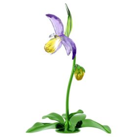 Orchidea scarpetta di Venere Florere