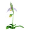 Orchidea scarpetta di Venere Florere