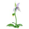 Orchidea scarpetta di Venere Florere
