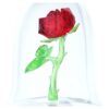 Rosa incantata Rosa incantata